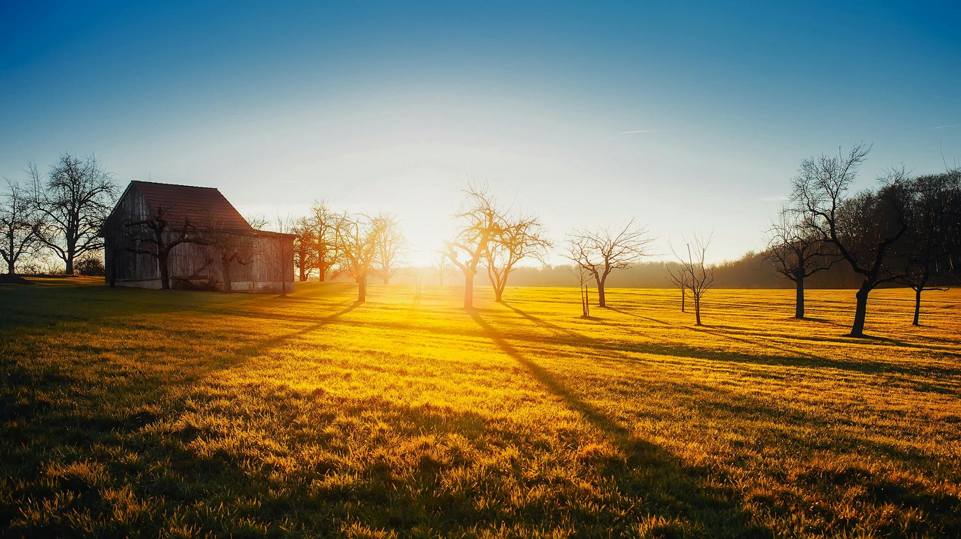 Scenic view of a rural farm at sunrise with a barn and trees casting long shadows.