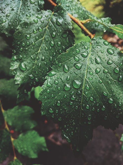 Мокрые зеленые листья крупным планом