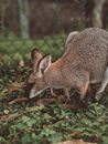 Kangaroo eating Grass