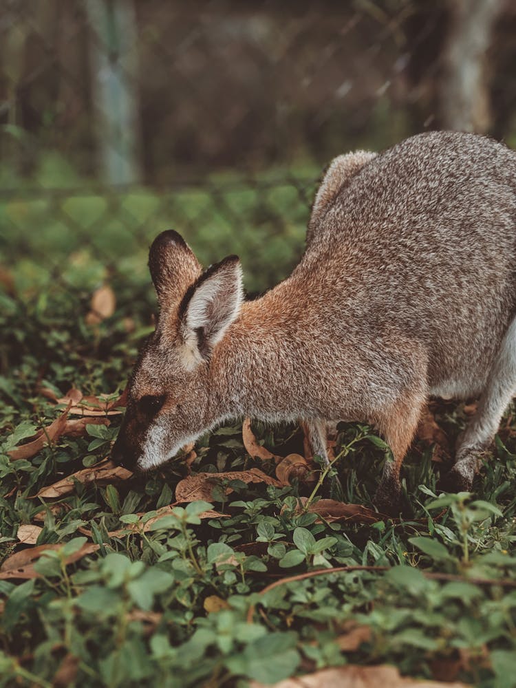 Kangaroo Eating Grass