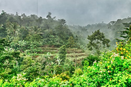 bezplatná Základová fotografie zdarma na téma dešťový prales, džungle, indonésie Základová fotografie