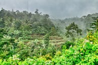 探索印度尼西亚万丹的迷雾雨林，郁郁葱葱的树叶与浓雾交织，营造出宁静的氛围