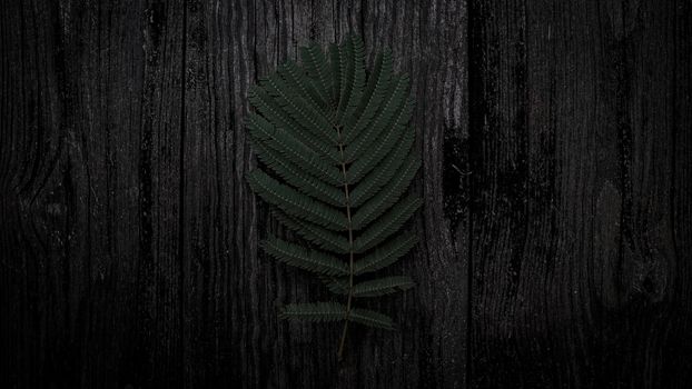 Photo of Dark Green Fern Leaves