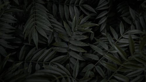 Dark Green Leaves in Close Up Photography