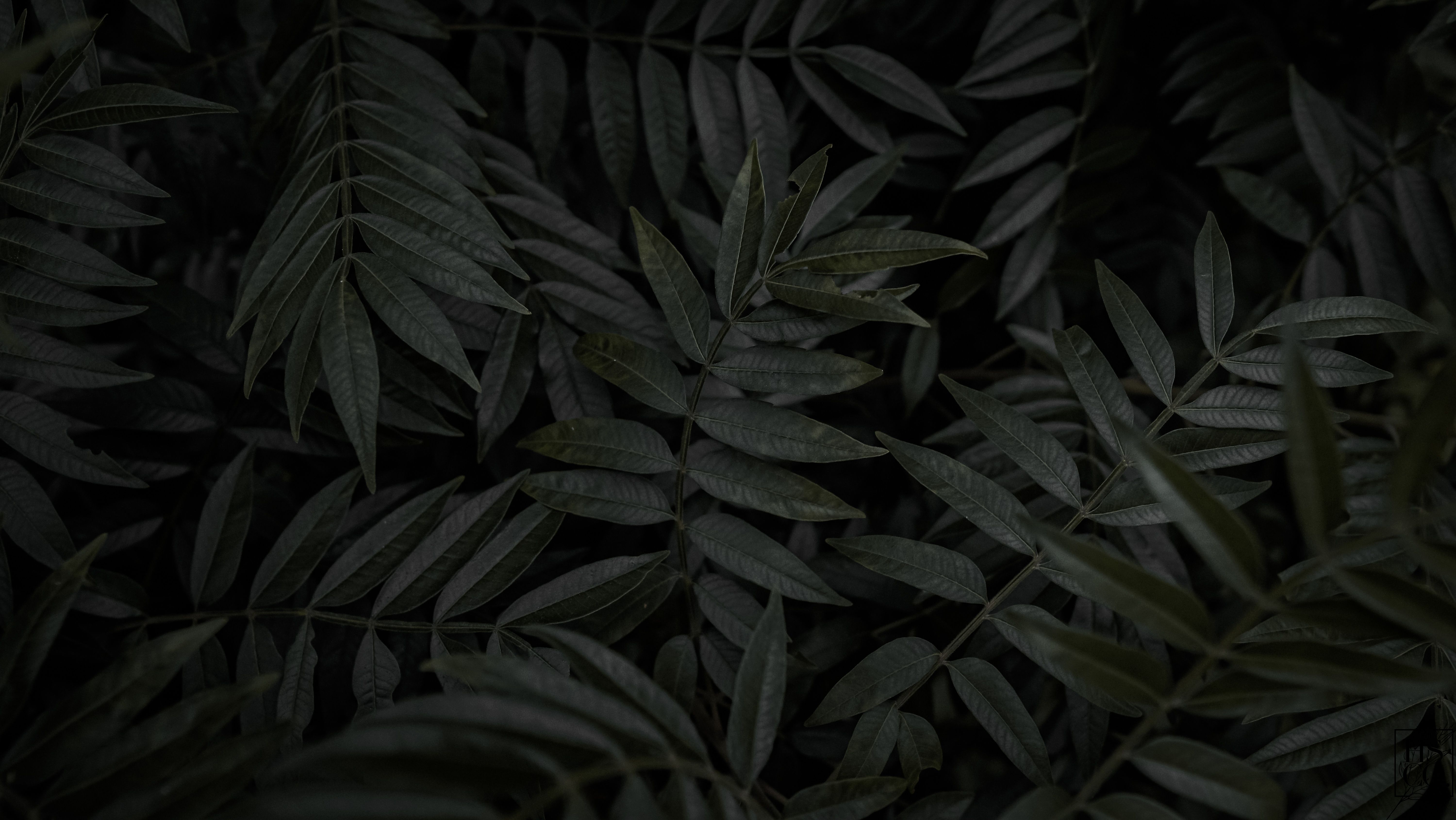 Green Leaf Plant in Close Up Photography · Free Stock Photo