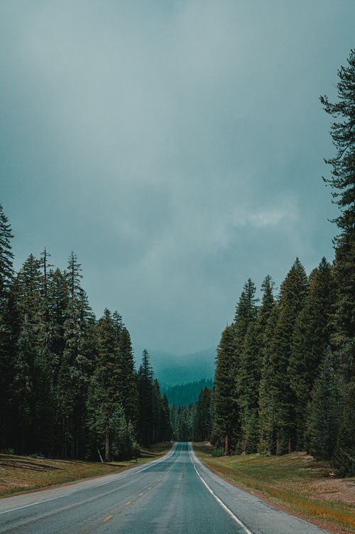 Free A scenic highway cuts through a dense evergreen forest under a foggy sky, evoking a sense of travel and nature. Stock Photo
