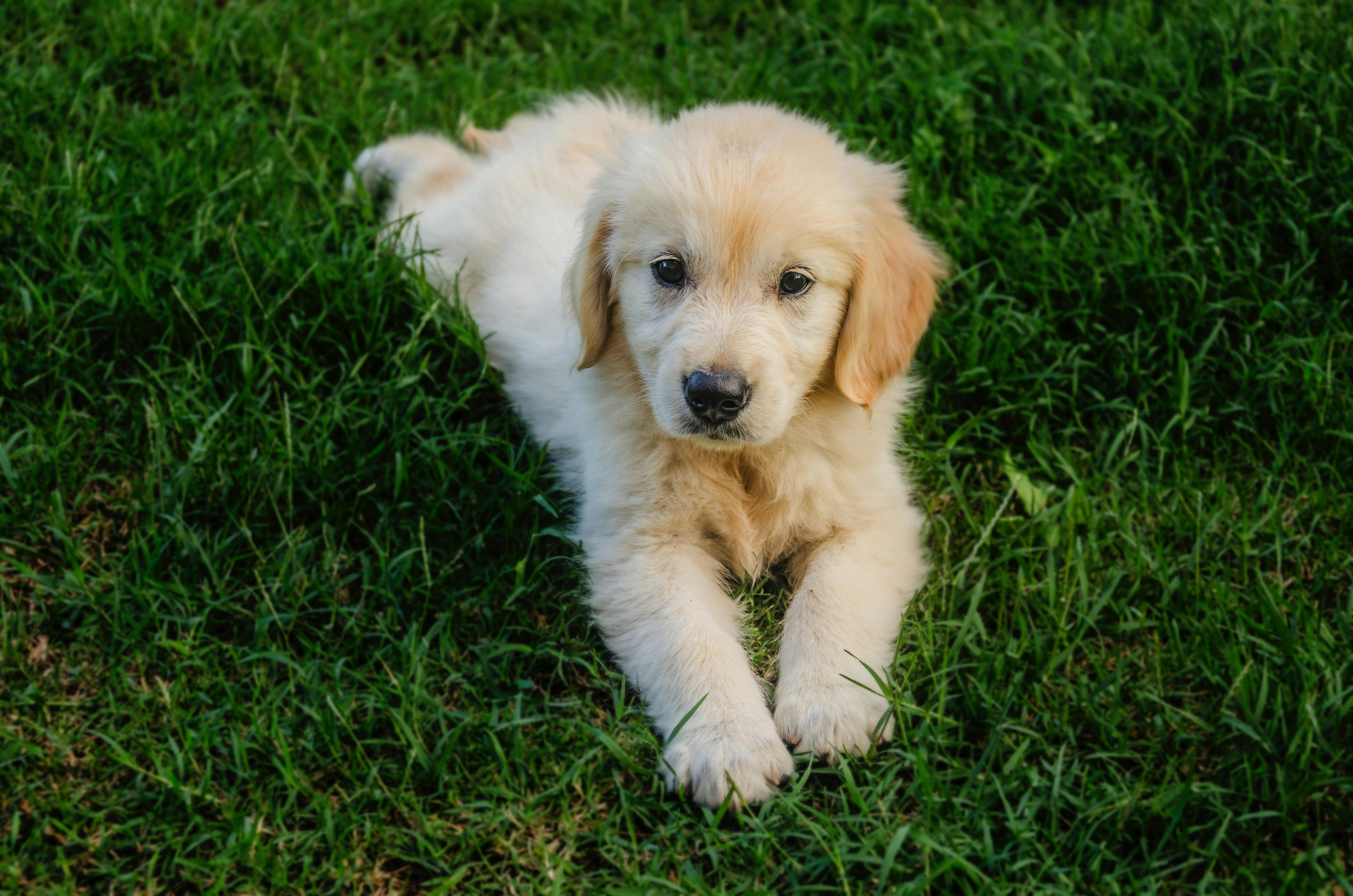 Foto Stok Gratis Tentang Anak Anjing Anjing Anjing Golden Retriever