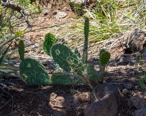 Free stock photo of cactus, desert