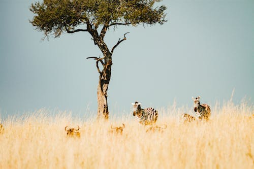 Photo of Zebras Near a Tree