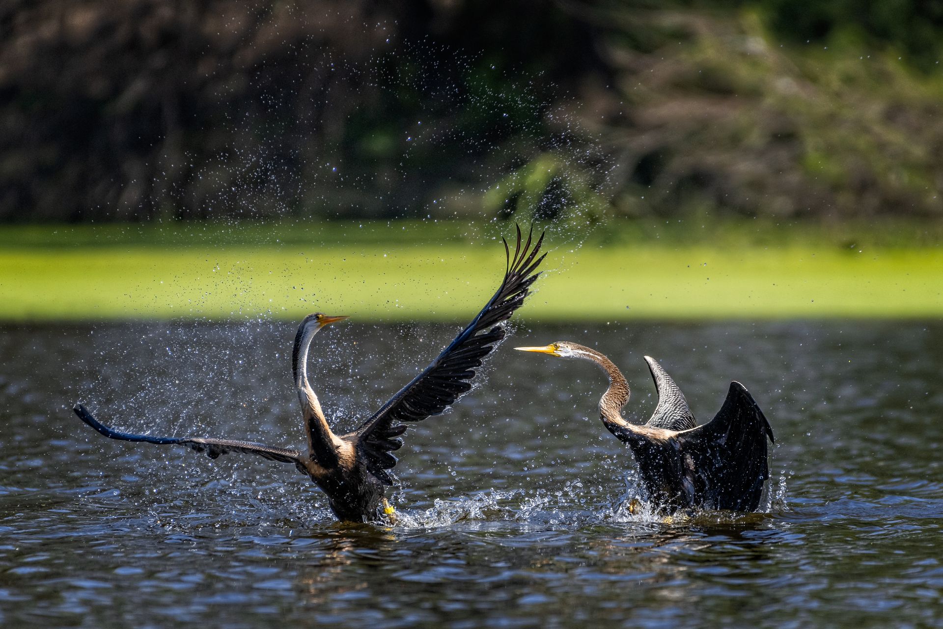 Captivating wildlife photograph of two birds in action over water, showcasing nature's beauty.