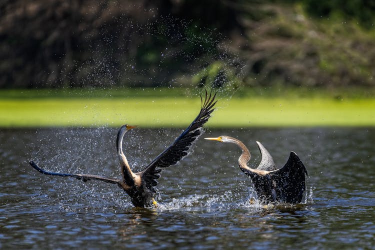 Storks Fighting In Water