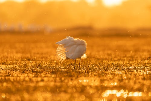 Бесплатное стоковое фото с белая цапля, болотная птица, болото