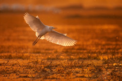 Бесплатное стоковое фото с белая цапля, болотная птица, болото