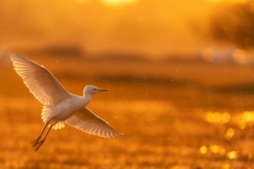 A white bird flying over a field at sunset
