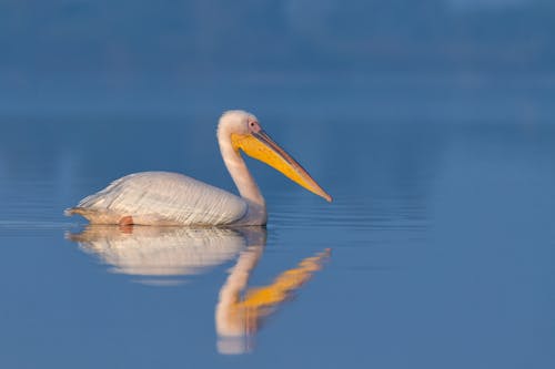 A white pelican swimming in the water