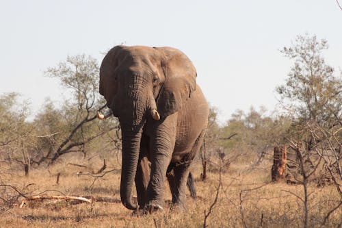 Ingyenes stockfotó afrikai elefánt, állat, Állatvilág témában