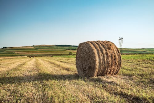 Фотография тюков сена на травяном поле