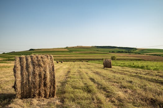 Serene rural scene of hay bales in a sunlit countryside field.