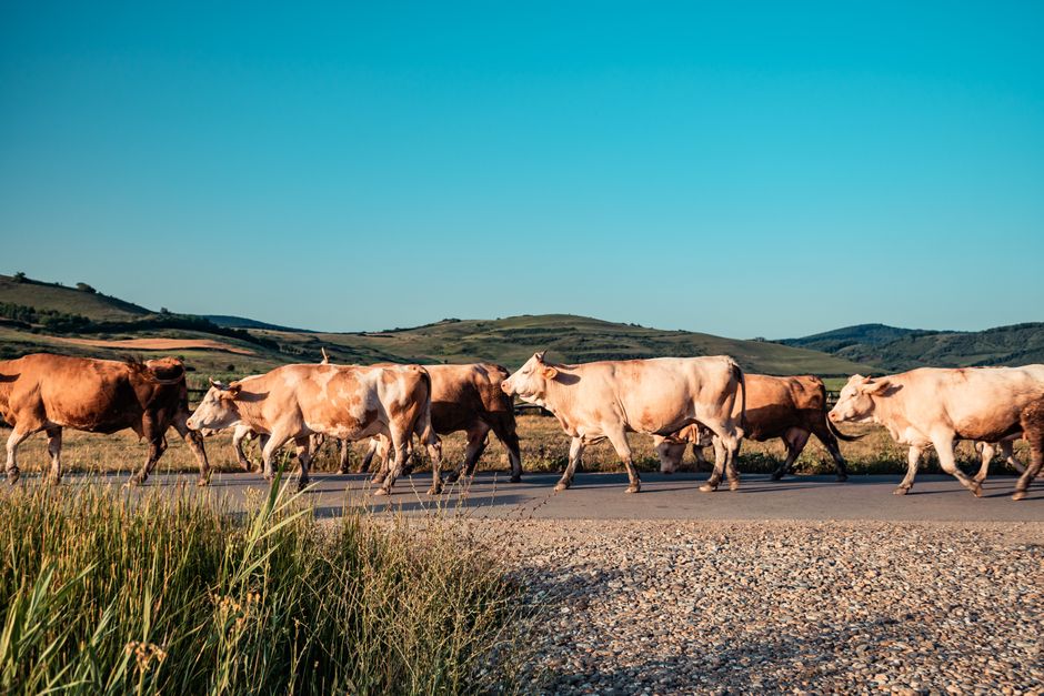 Un grupo de vacas caminando por una carretera rural rodeada de un pintoresco campo en un soleado día de verano.