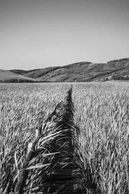 Monochrome Photo of Farmland