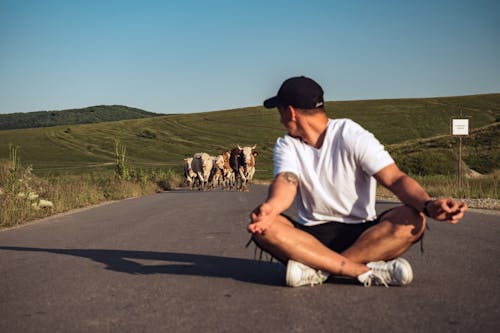 Free Man Sitting in the Middle of the Road in Front of Herd of Cattle Stock Photo