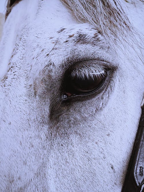 Nahaufnahme Fotografie Des Weißen Pferdes