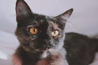 一只毛茸茸的家猫特写，有着醒目的黄色眼睛