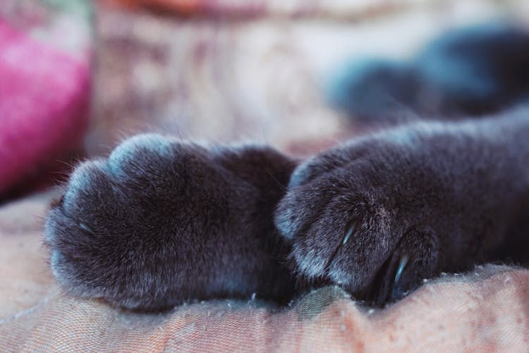 Close-Up Photo Of Cat Paws