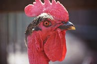 Close-Up Photo of Rooster