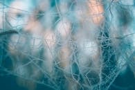 这张艺术特写捕捉了磨砂树枝，采用柔和的焦点和冬季色调