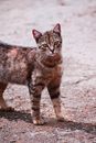 一只虎斑猫站在铺砌的地面上，好奇地打量着四周