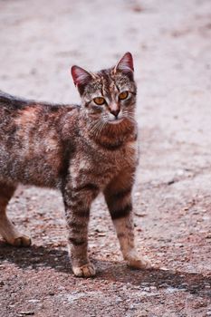 一只虎斑猫站在铺砌的地面上，好奇地打量着四周