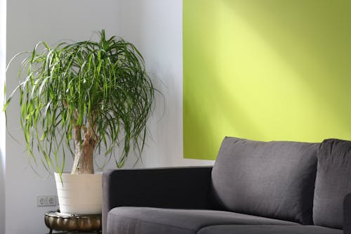 ソファの横にあるポットの緑の葉の植物