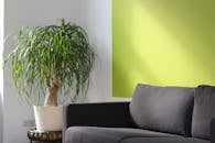 这间明亮的现代客厅里，绿色的墙壁和沙发相映成趣，阳光明媚的角落还摆放着一盆棕榈马尾辫