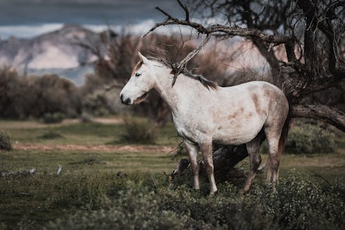 Photo of White Horse Near Bare Tree