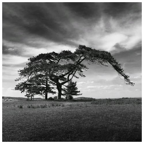 잔디 필드에 나무의 흑백 사진