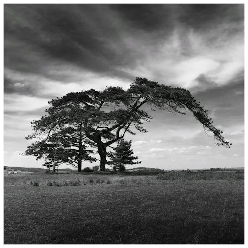 Monochrome Foto Van Boom Op Grasveld