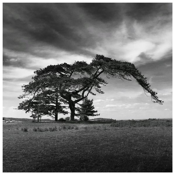 Lone tree bending in the wind on an open hillside — photo by Hugh Anderson on Pexels