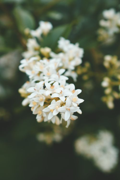 Free Close-up of delicate white flowers with soft focus and depth of field. Stock Photo