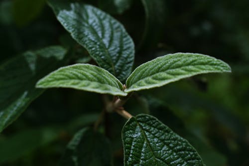 Foto Del Primo Piano Della Pianta A Foglia Verde