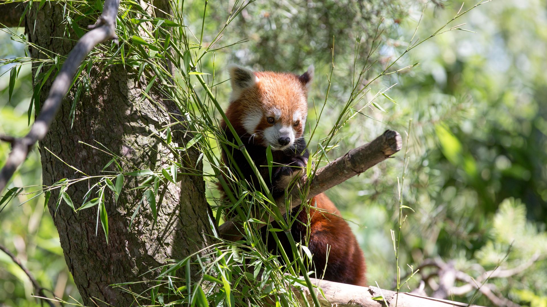 Close-up of a red panda amidst bamboo in a lush Zurich forest.