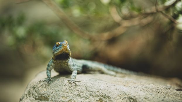 chameleon photo