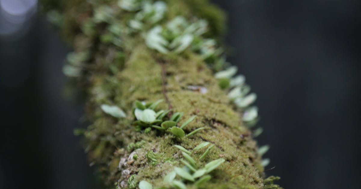 Photographie Macro De Mousse Verte Photo gratuite Photographie Macro De Mousse Verte Photo gratuite