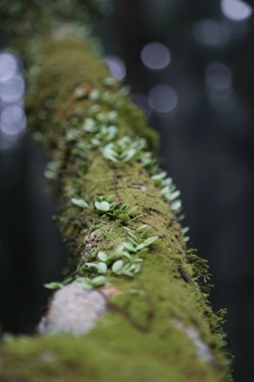 Macro Photography of Green Moss
