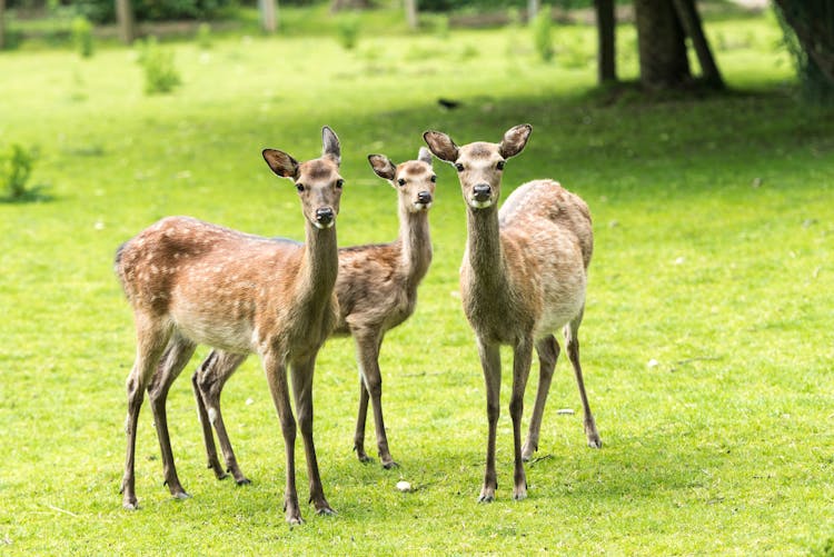 Deer Fawns In Nature