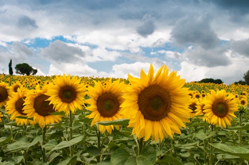 Free Sunflower Fields Stock Photo
