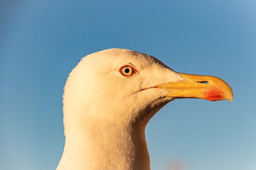 Kuş Kafasının Yakın çekim Fotoğrafı