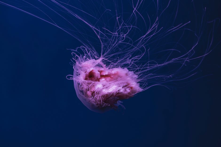A mesmerizing pink jellyfish elegantly floating in the deep blue ocean, showcasing marine life beauty.