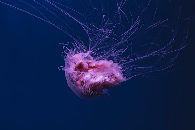 Photo Of Pink Jellyfish