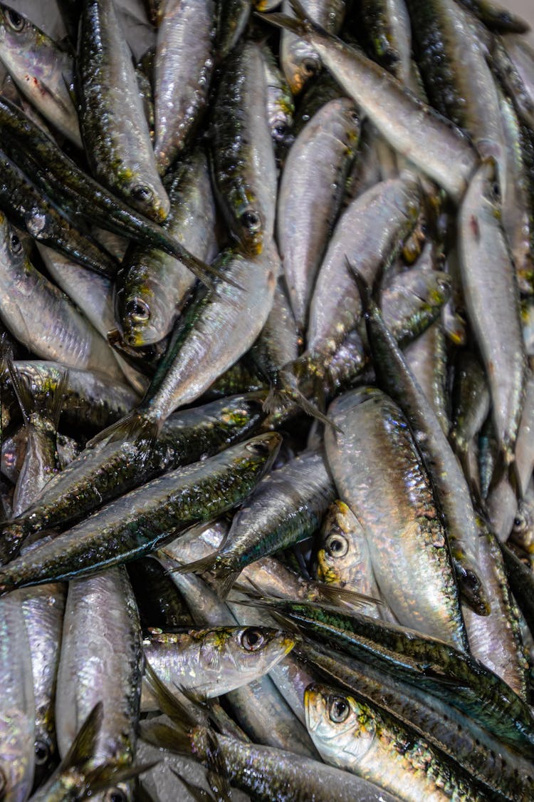 Close-Up Photo Of Pile Of Fish